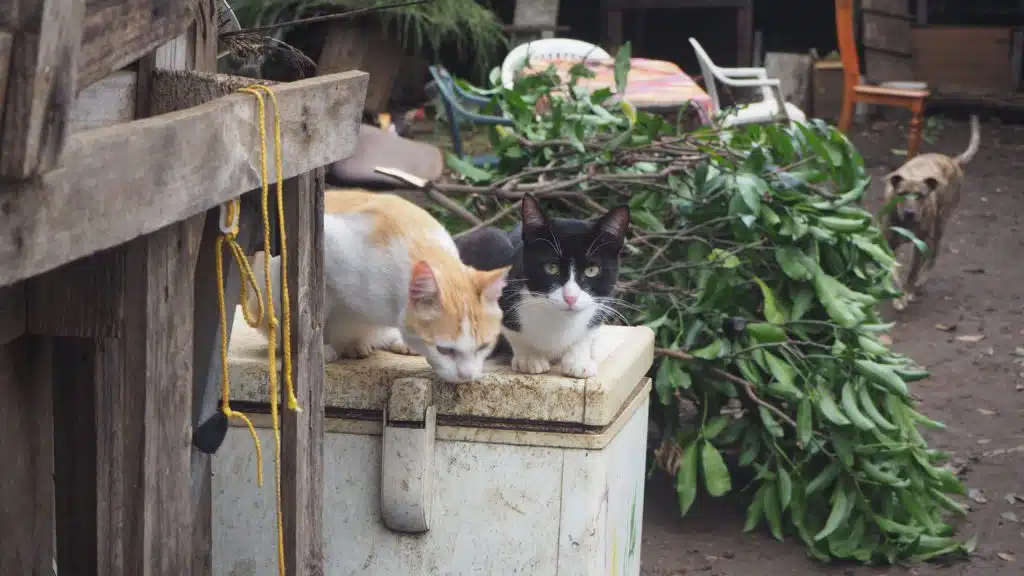 Les membres des Zazalé reconstruisent avec des matériaux de récupération l'espace du boukan détruit par le cyclone Batsiraï. (Photo JSG)