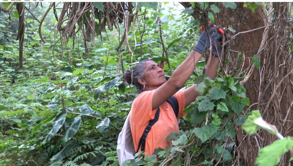Le senecio est une plante invasive qui a été repérée dans un premier temps au Maïdo. (Photo JSG)