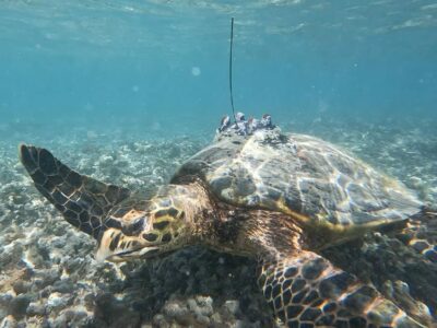 Tortue (photo Kelonia)