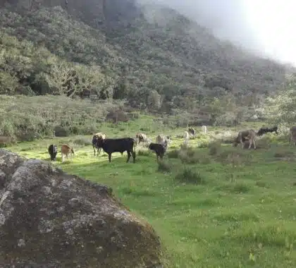 Vaches du plateau Kerval à Mafate
