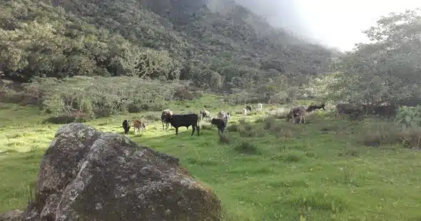Vaches du plateau Kerval à Mafate