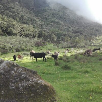 Vaches du plateau Kerval à Mafate