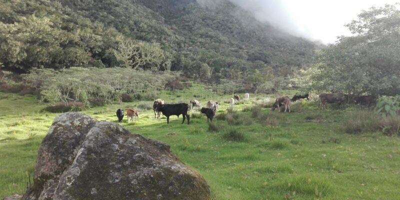 Vaches du plateau Kerval à Mafate