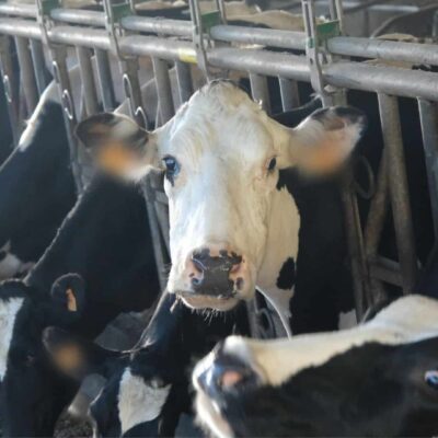 Vaches Sica Lait élevage laitier