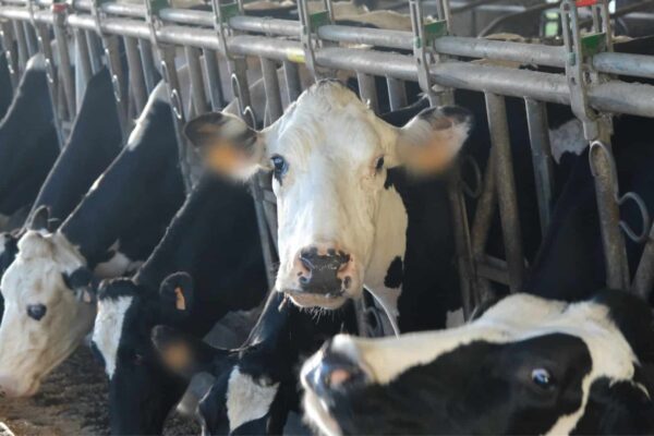 Vaches Sica Lait élevage laitier