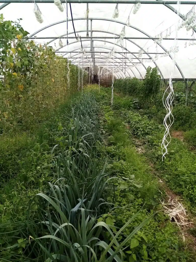 Guy Huet agriculteur bio