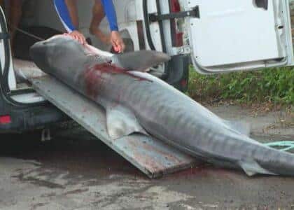 Requins