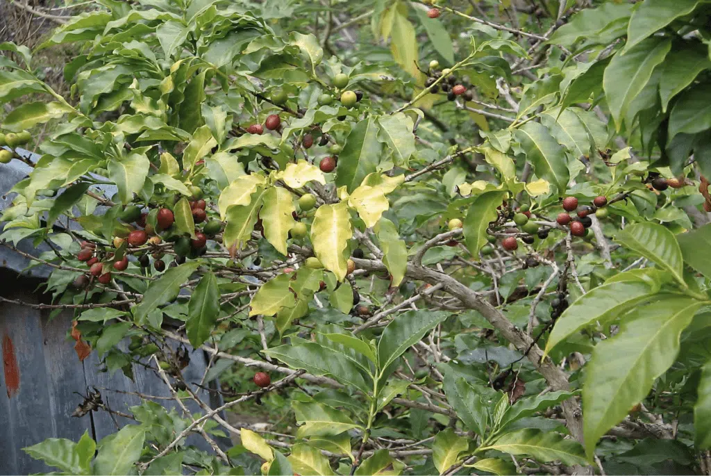 Mafate Ravine Grand Mère chez Paul Mélade