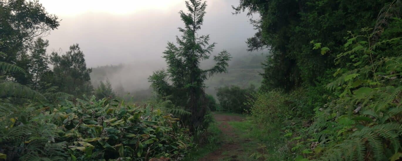 Forêt des Makes envahie par les plantes invasives.