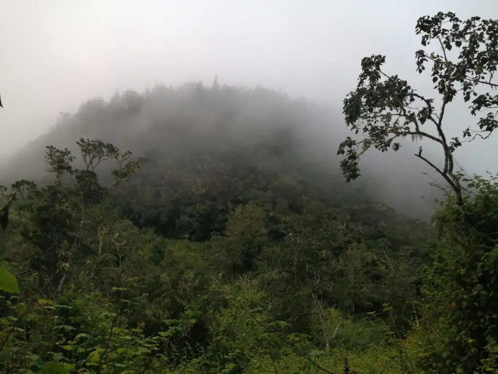 Forêt des Makes envahie par les plantes invasives.
