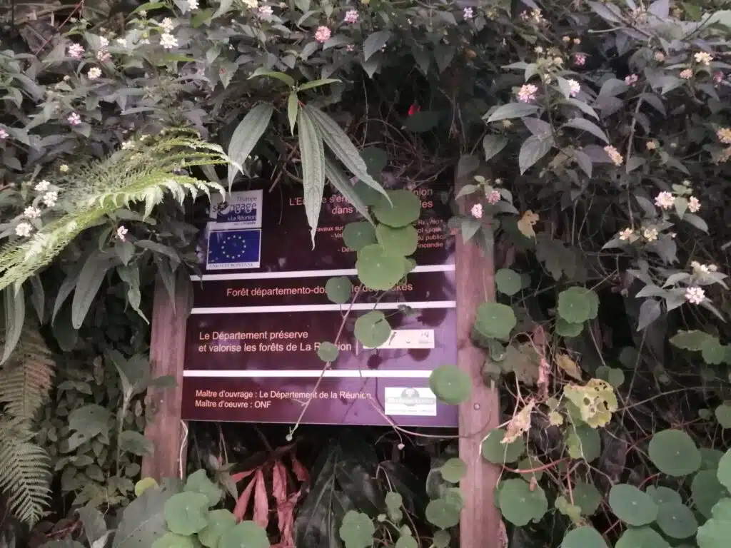 Forêt des Makes envahie par les plantes invasives.