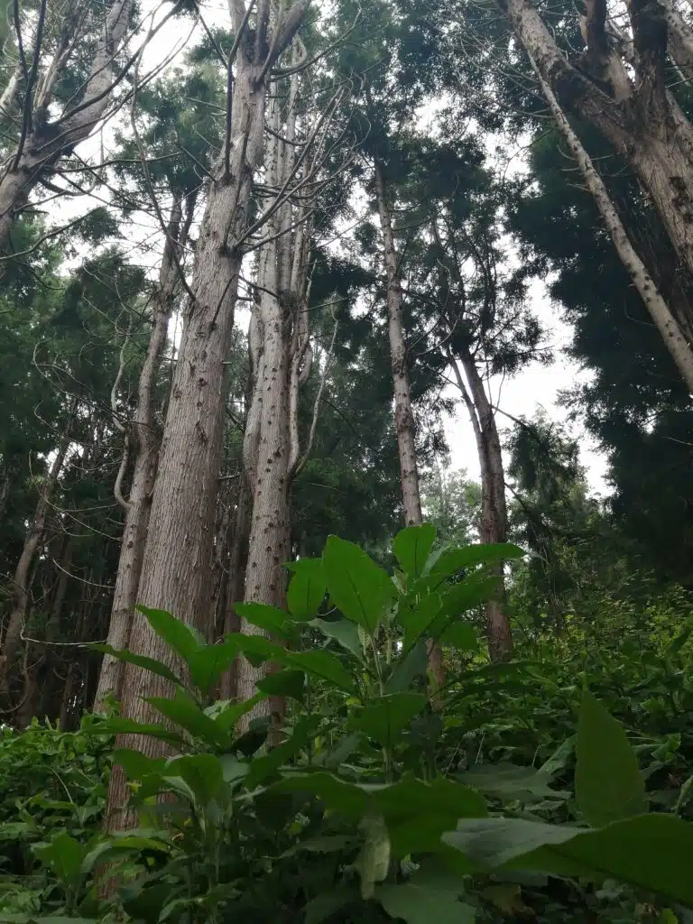 Forêt des Makes envahie par les plantes invasives.