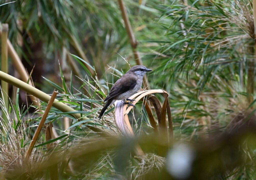 tuit tuit Roche écriteObservation tuit-tuit Roché écrite biodiversité Séor