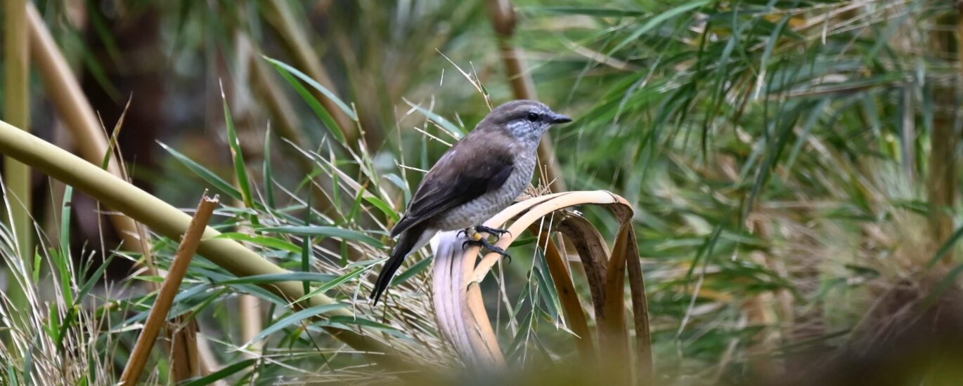 tuit tuit Roche écriteObservation tuit-tuit Roché écrite biodiversité Séor