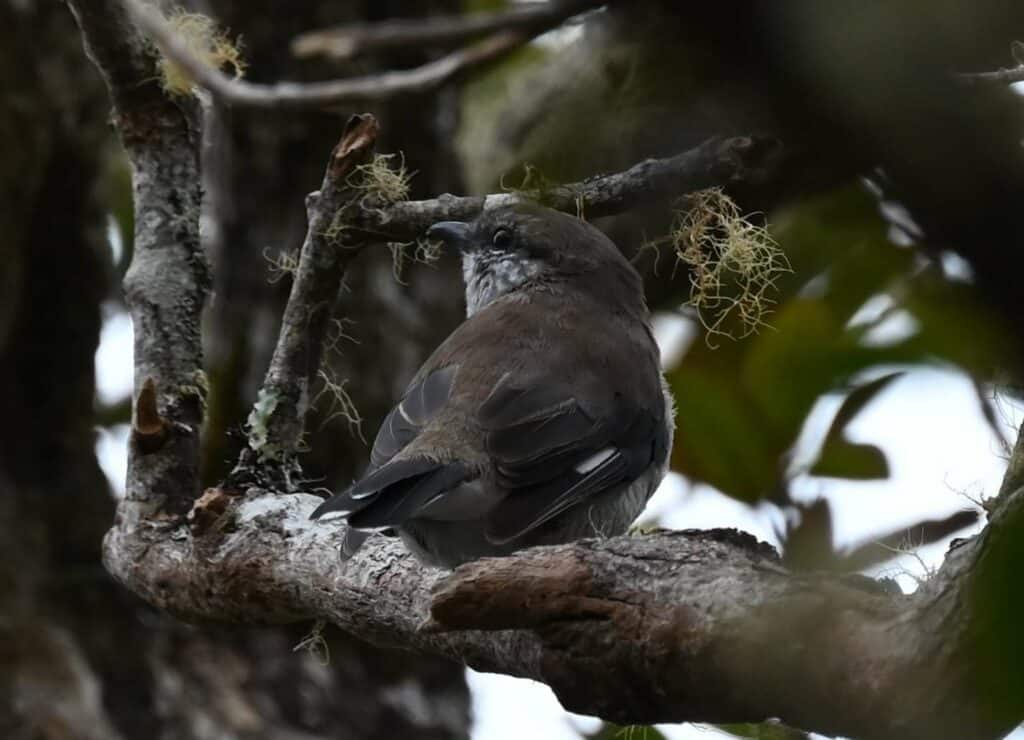 Observation tuit-tuit Roché écrite biodiversité Séor