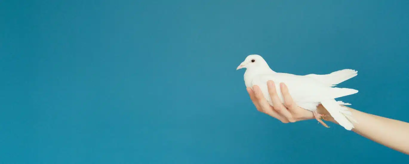 colombe, paix
