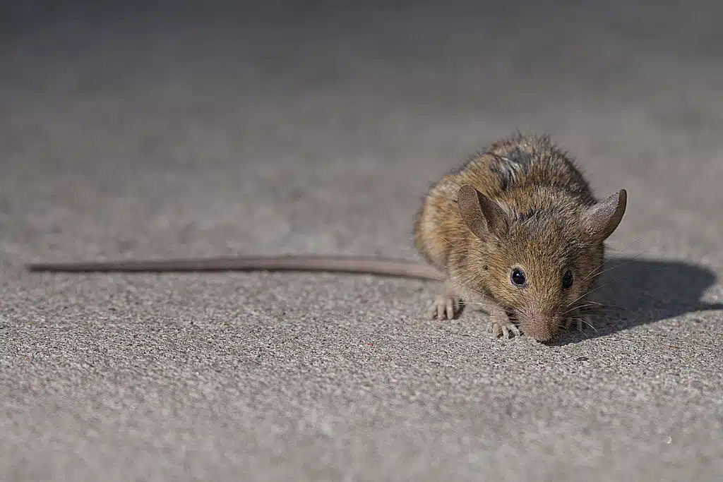 rat
