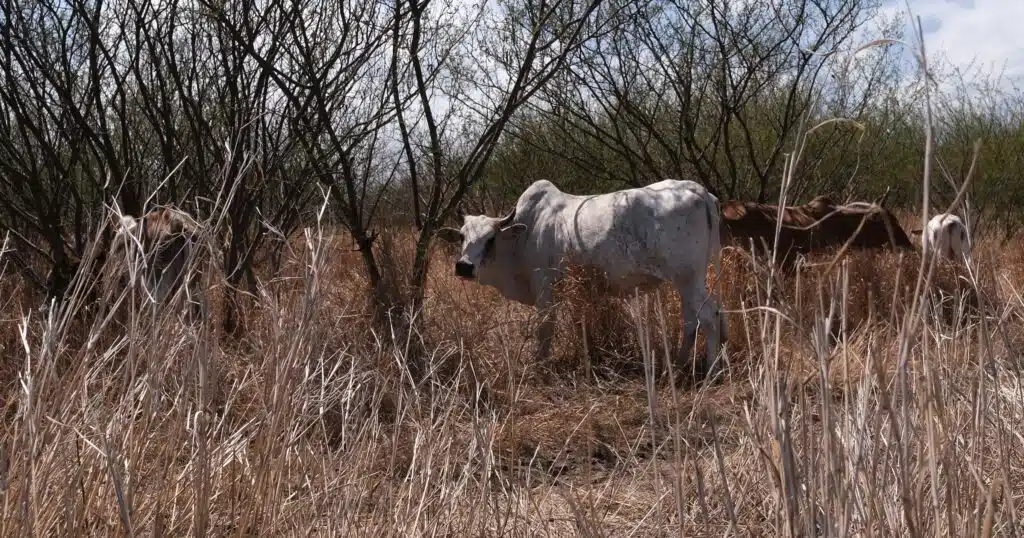 Savane boeuf moka