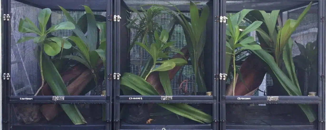 gecko vert de Manapany Phelsuma inexpectata Nature Océan Indien NOI Chloé Bernet