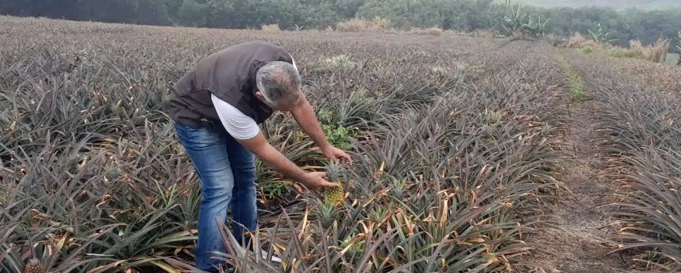 Sébastien Gigan. Technicien Sobac, regarde vers l'avenir. Champ d'ananas Sainte Anne