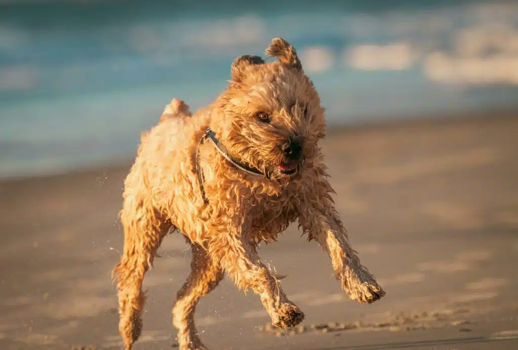 chien errant