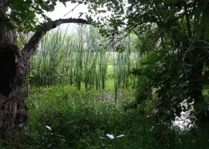 Etang Saint-Paul réserve naturelle paysage