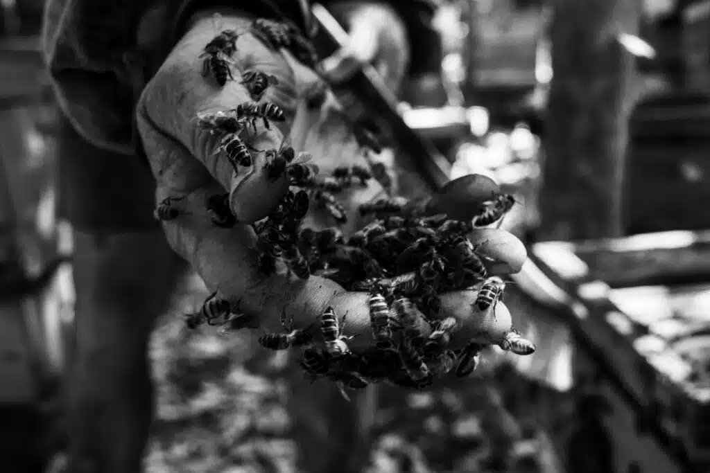 Georget Ognard, apiculteur, a toujours ete proche de ses abeilles. Il affirme qu'il a ete pique tellement de fois, qu'il est maintenant immunise contre n'importe quel virus.