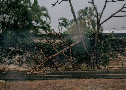 Boulevard Bank, plusieurs arbres ont été déracinés par le cyclone Garance.
