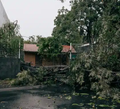 Un arbre s'est ecrasé sur une clôture durant le passage du cyclone Garance.