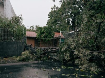 Un arbre s'est ecrasé sur une clôture durant le passage du cyclone Garance.