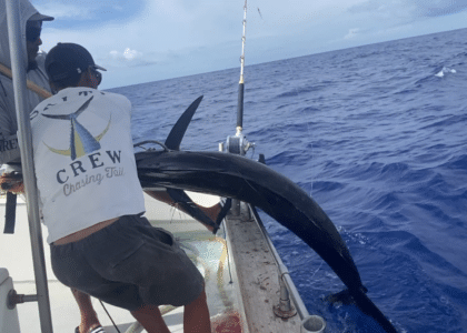 marlin pêche poisson