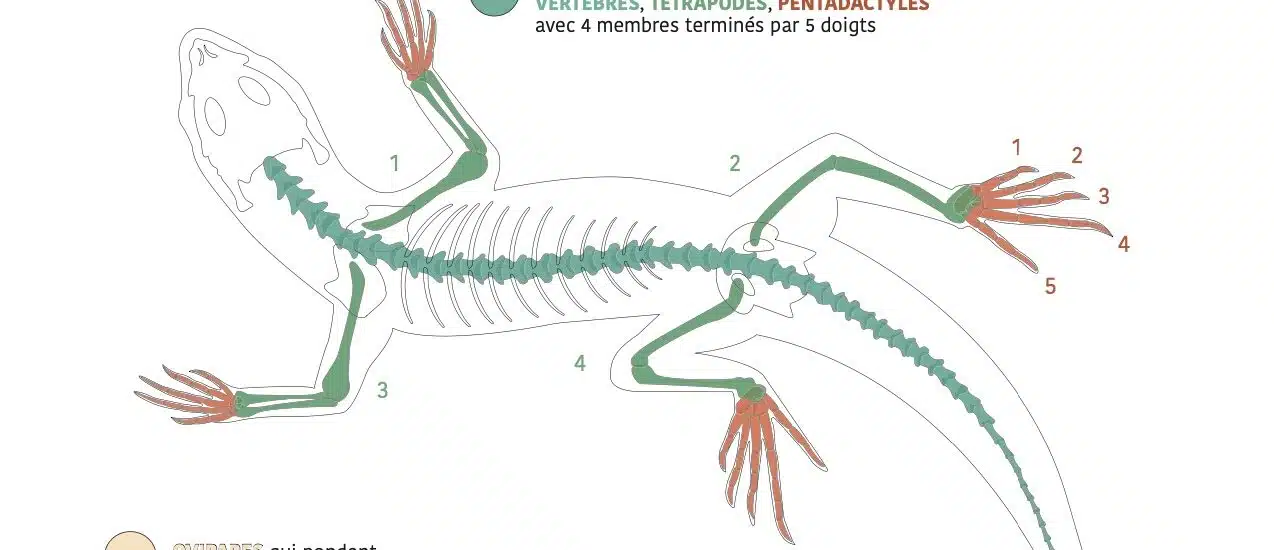 Affiche exposition Reptiles Kélonia Saint-Leu