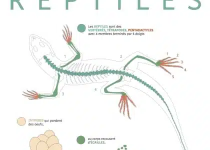 Affiche exposition Reptiles Kélonia Saint-Leu