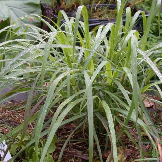 Des études réalisées par des chercheurs de l’Université de La Réunion ont mis en évidence les propriétés antivirales de l’huile essentielle de citronnelle.