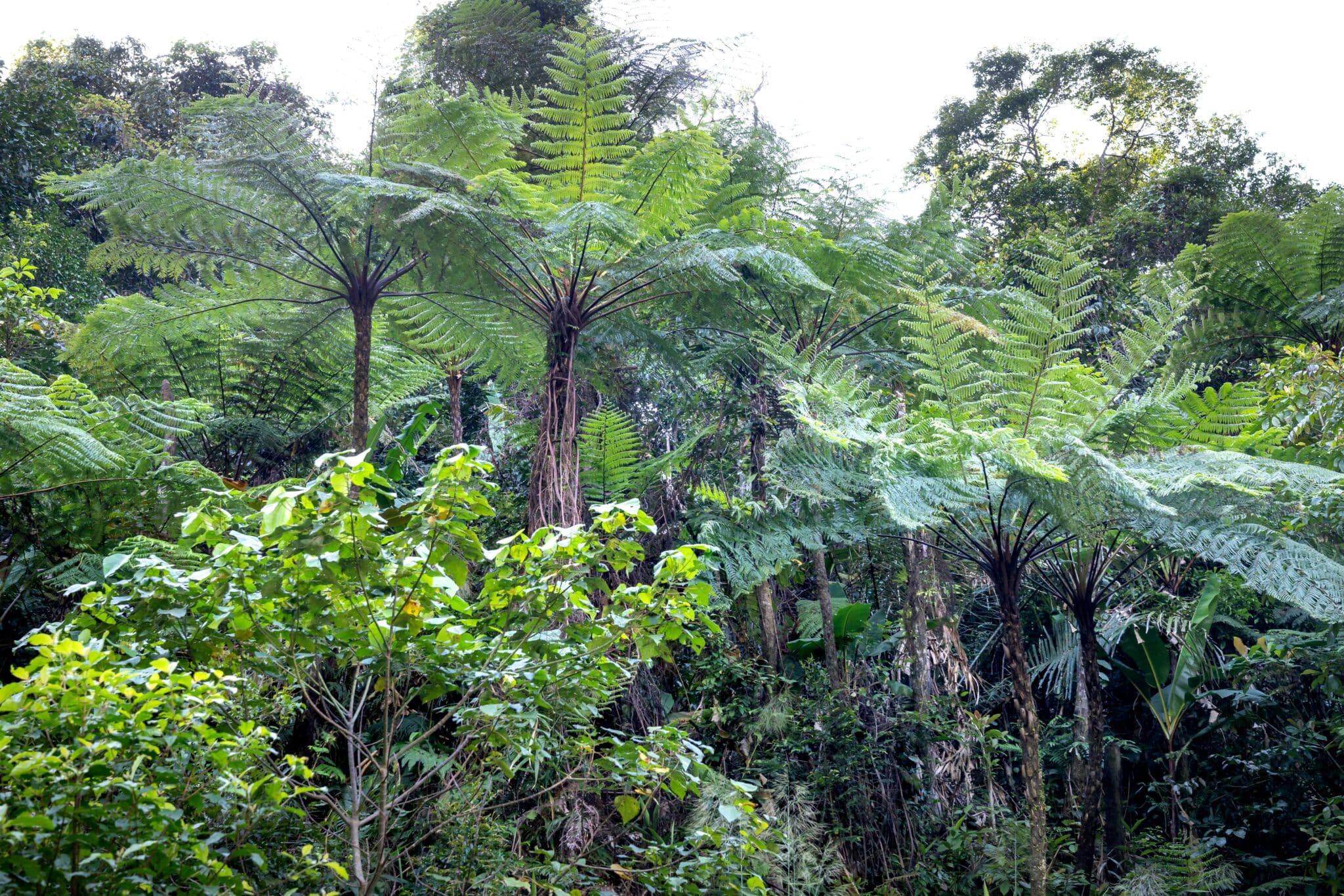 À La Réunion, la culture locale inclut l’usage de plantes médicinales pour atténuer les symptômes de certaines maladies.