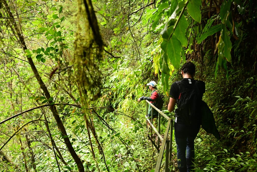 Sur le sentier Augustave, la végétation a repris le dessus sur les installations rendant le parcours assez difficile. © Olivier Ceccaldi