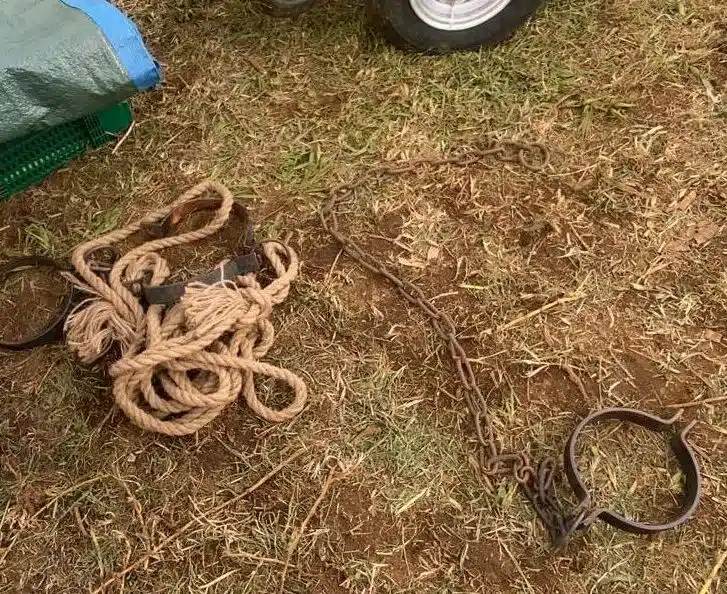 Chaîne d’esclave en fer forgé, utilisée pour entraver poignets, chevilles ou cou durant la traite transatlantique.