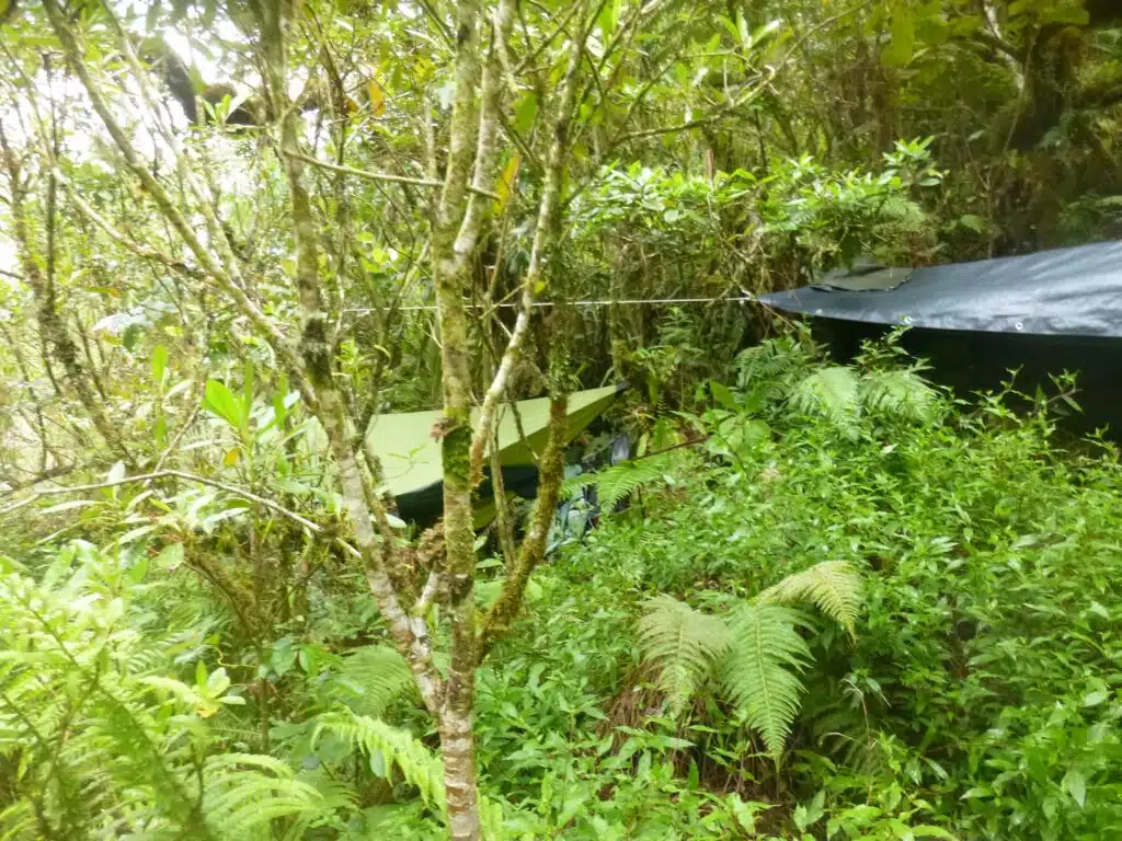 Expédition botanique et maronage dans les hauts de Salazie avec Rémi-Paul Grondin