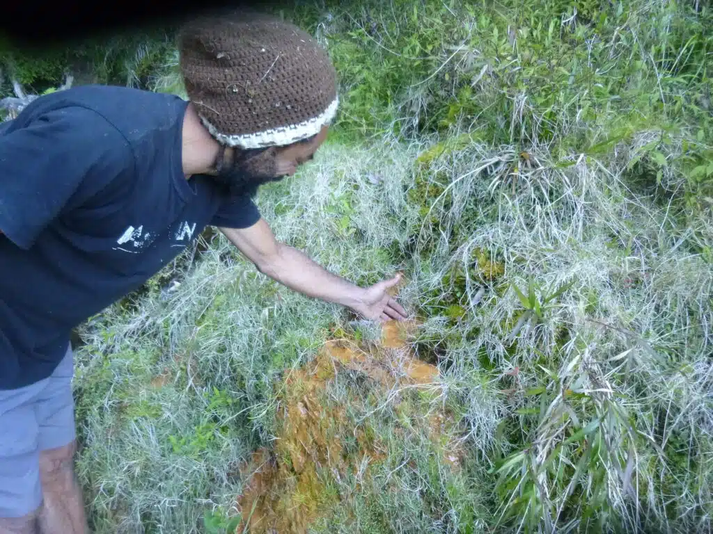 Expédition botanique et maronage dans les hauts de Salazie avec Rémi-Paul Grondin