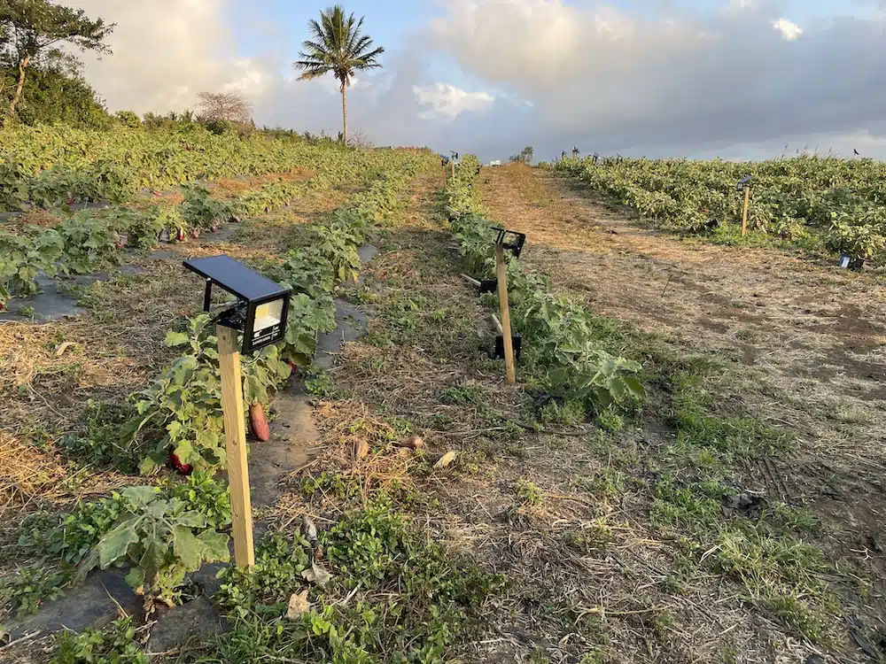 champ maraichage &eacute;nergie solaire Etang Saint-Leu