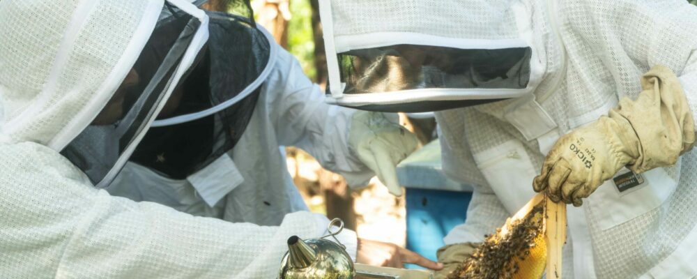 Bee Run abeille apiculture