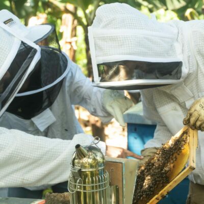 Bee Run abeille apiculture