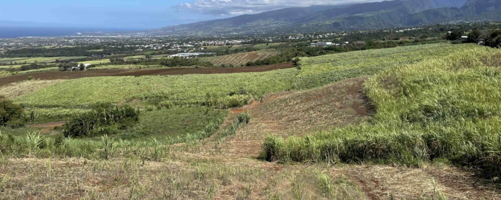 Champs de canne à sucre à Bassin Plat