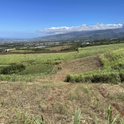 Champs de canne à sucre à Bassin Plat