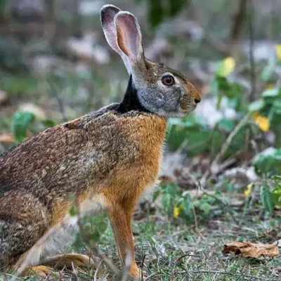 Un lièvre à collier noir dans son cadre naturel à la Réunion. • ©Fédération Départementale des Chasseurs de la Réunion