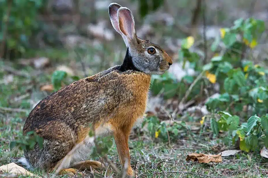Un lièvre à collier noir dans son cadre naturel à la Réunion. • ©Fédération Départementale des Chasseurs de la Réunion