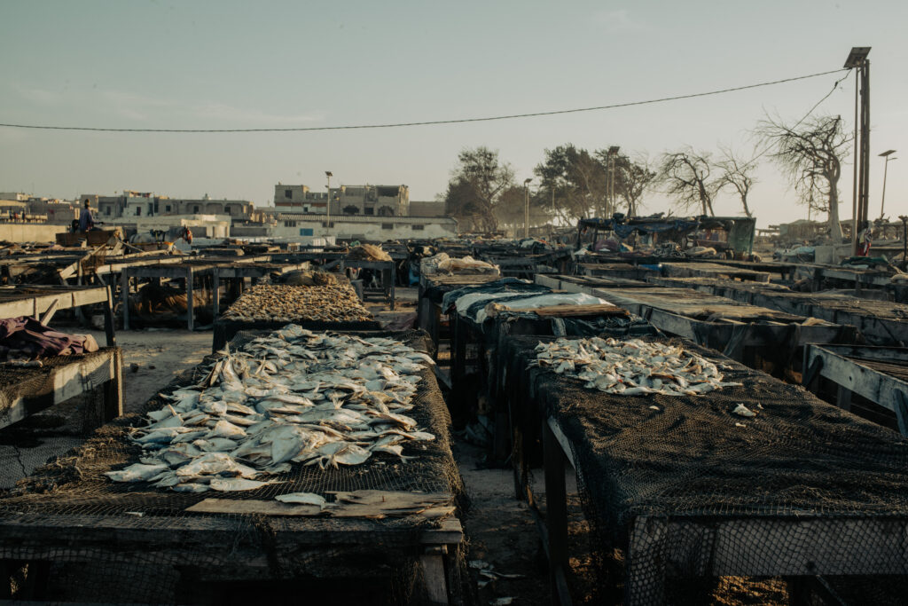 Les poissons sont mis à sécher en plein soleil afin d'être mieux conservé et parfois ensuite transformé en farine.
