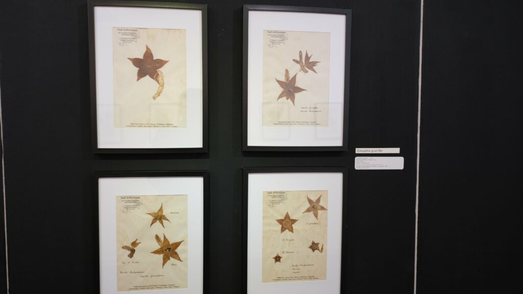 exposition galerie Hang'Art, Saint-Pierre, exposition Karl Télégone