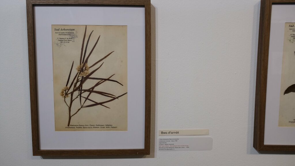 exposition galerie Hang'Art, Saint-Pierre, exposition Karl Télégone