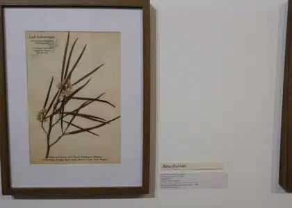 exposition galerie Hang'Art, Saint-Pierre, exposition Karl Télégone